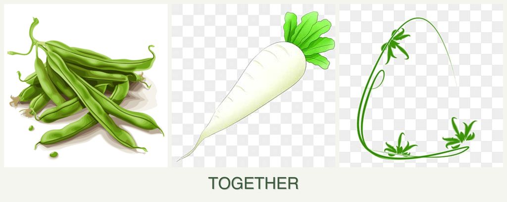 Can you plant beans, radishes and tarragon together?