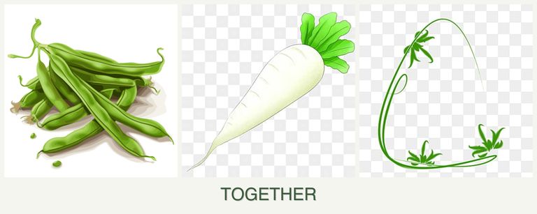 Can you plant beans, radishes and tarragon together?