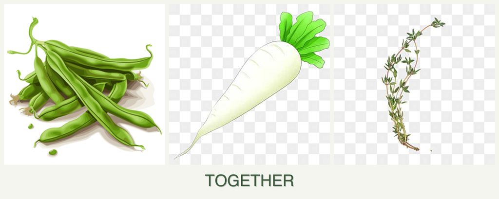 Can you plant beans, radishes and thyme together?