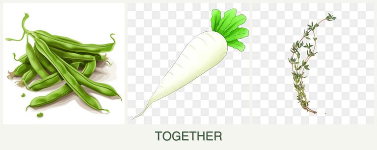 Can you plant beans, radishes and thyme together?