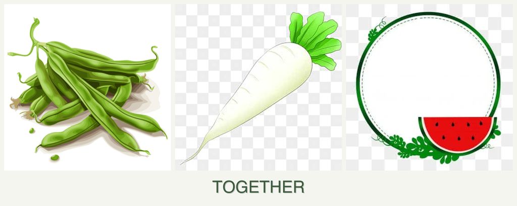 Can you plant beans, radishes and watermelons together?