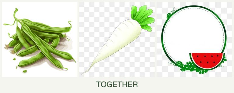 Can you plant beans, radishes and watermelons together?