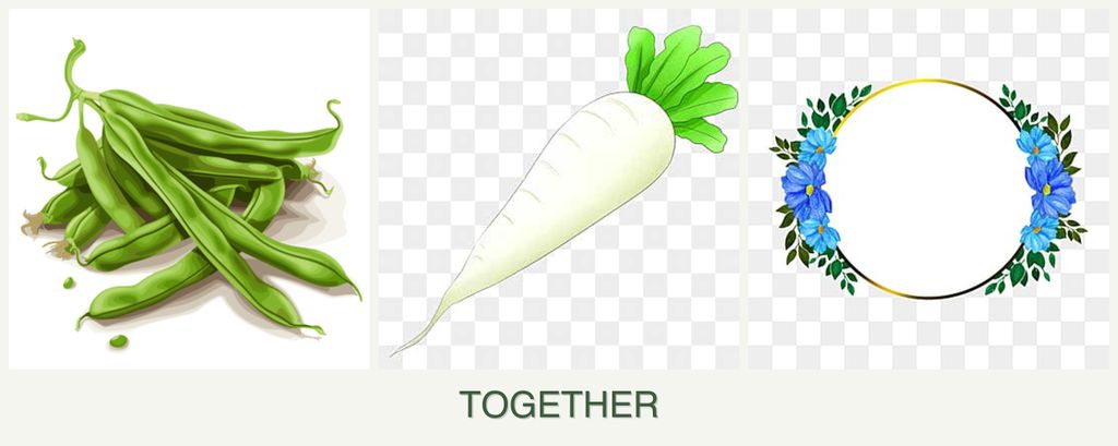 Can you plant beans, radishes and zinnias together?