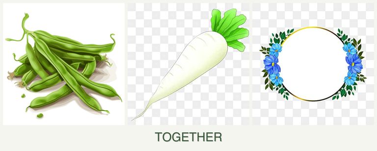 Can you plant beans, radishes and zinnias together?