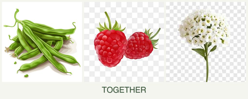 Can you plant beans, raspberries and alyssum together?