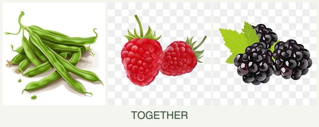 Can you plant beans, raspberries and blackberries together?