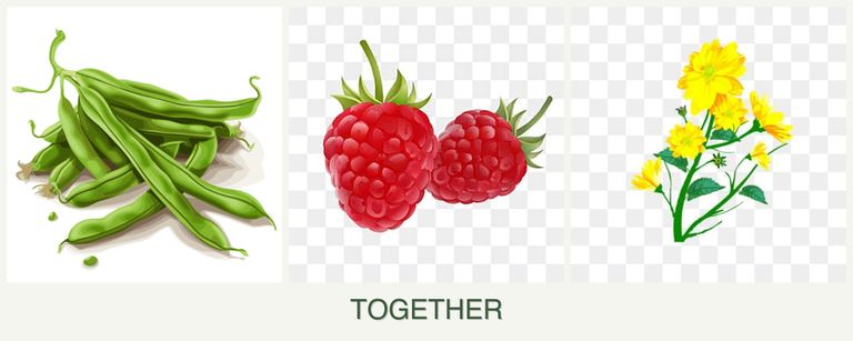 Can you plant beans, raspberries and calendula together?