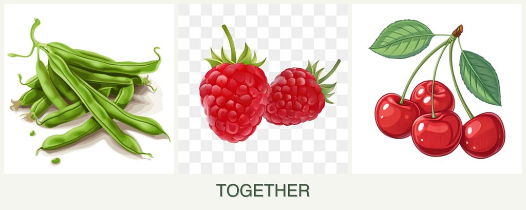 Can you plant beans, raspberries and cherries together?