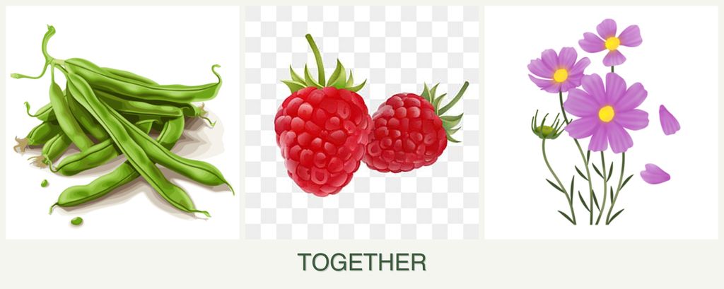 Can you plant beans, raspberries and cosmos together?