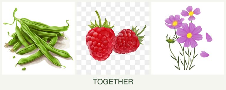 Can you plant beans, raspberries and cosmos together?