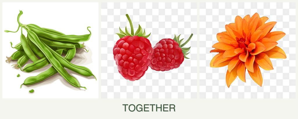 Can you plant beans, raspberries and dahlias together?