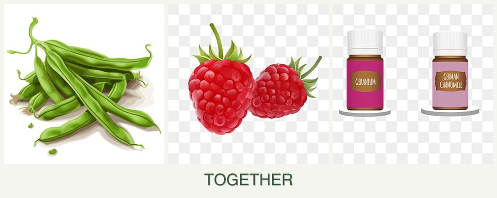 Can you plant beans, raspberries and geraniums together?