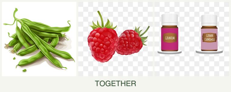 Can you plant beans, raspberries and geraniums together?