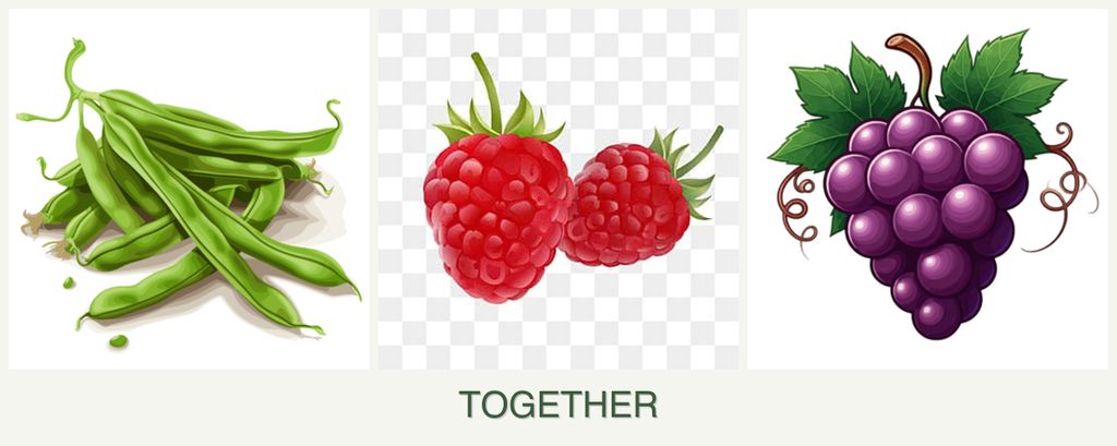 Can you plant beans, raspberries and grapes together?