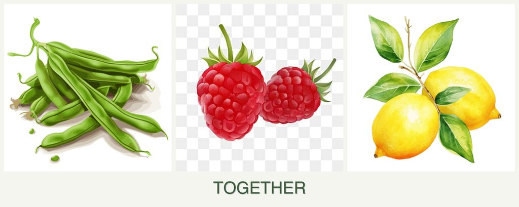 Can you plant beans, raspberries and lemons together?