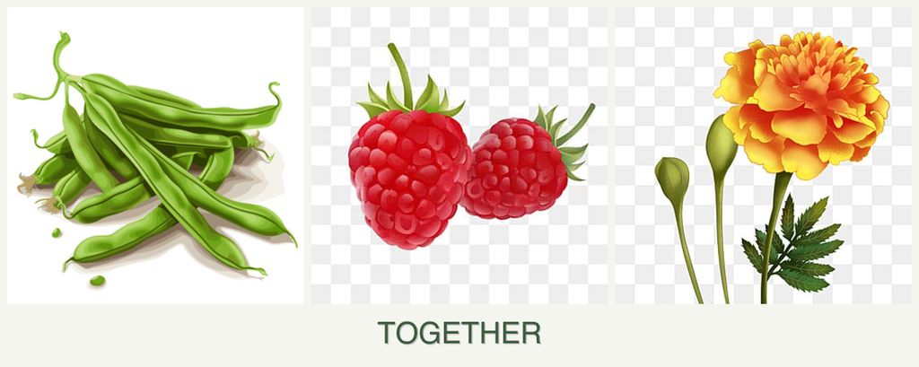 Can you plant beans, raspberries and marigolds together?