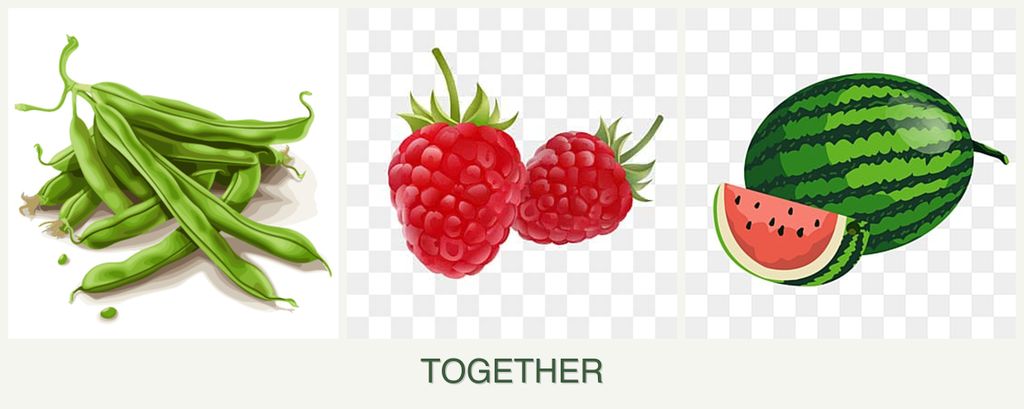Can you plant beans, raspberries and melons together?
