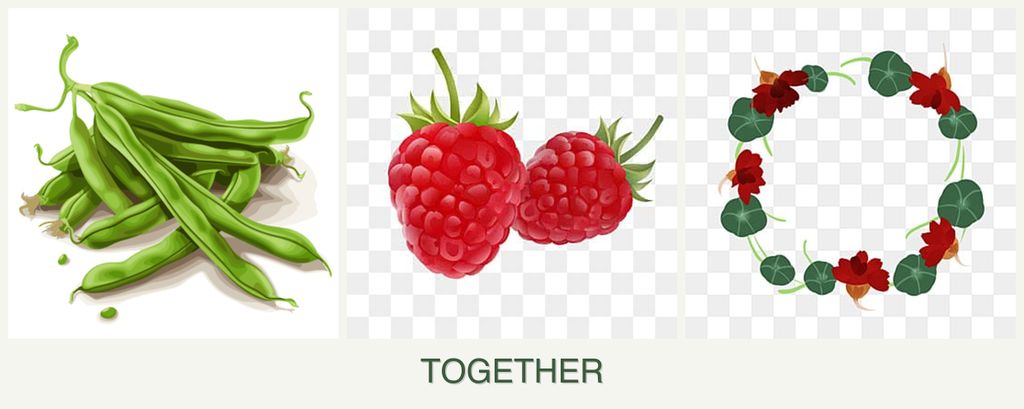 Can you plant beans, raspberries and nasturtiums together?