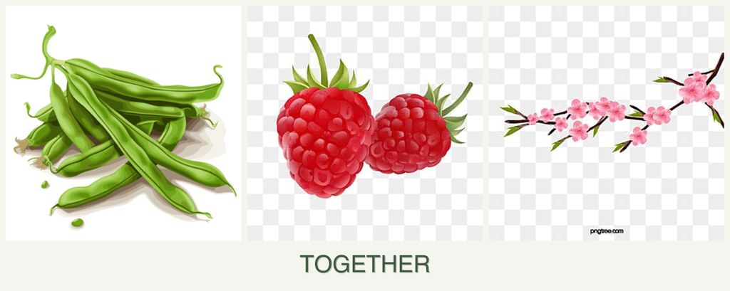 Can you plant beans, raspberries and peaches together?