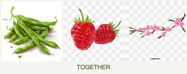 Can you plant beans, raspberries and peaches together?