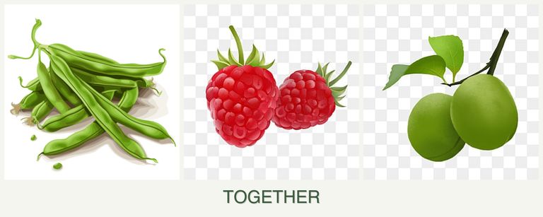 Can you plant beans, raspberries and plums together?