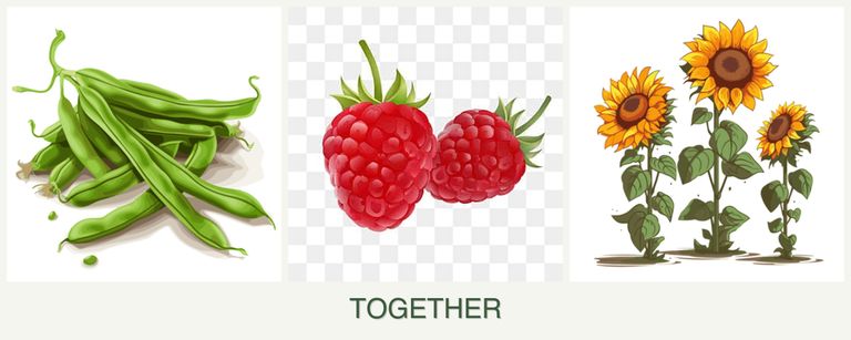 Can you plant beans, raspberries and sunflowers together?