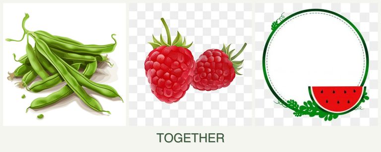 Can you plant beans, raspberries and watermelons together?