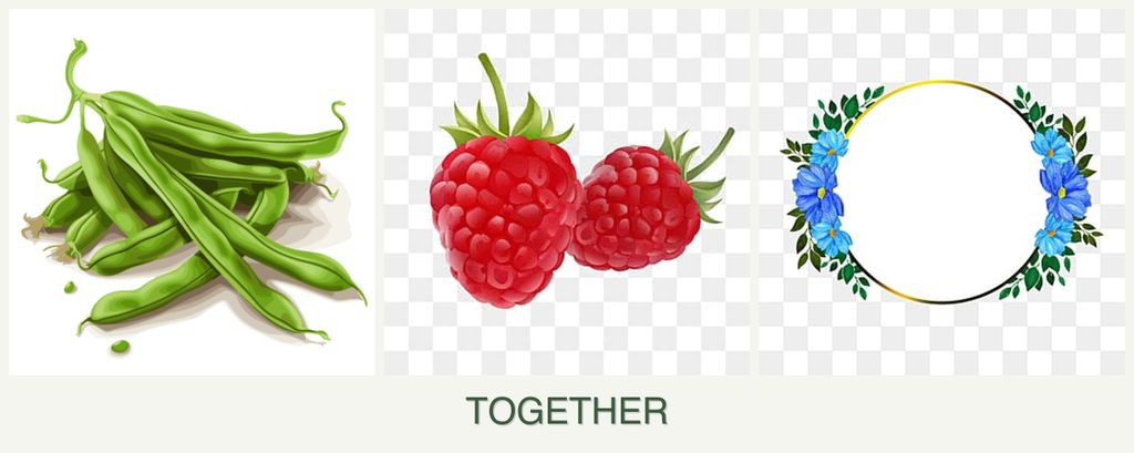 Can you plant beans, raspberries and zinnias together?
