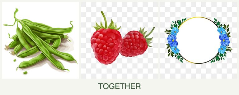 Can you plant beans, raspberries and zinnias together?