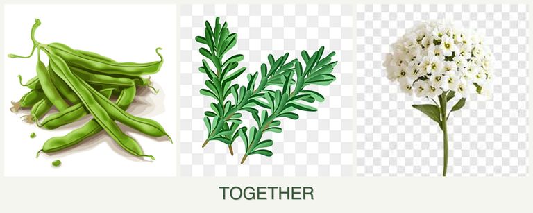 Can you plant beans, rosemary and alyssum together?