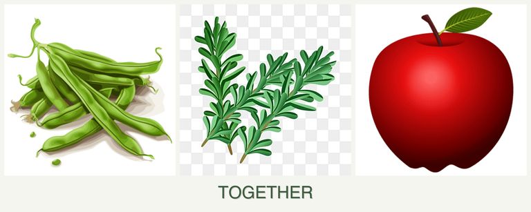 Can you plant beans, rosemary and apples together?