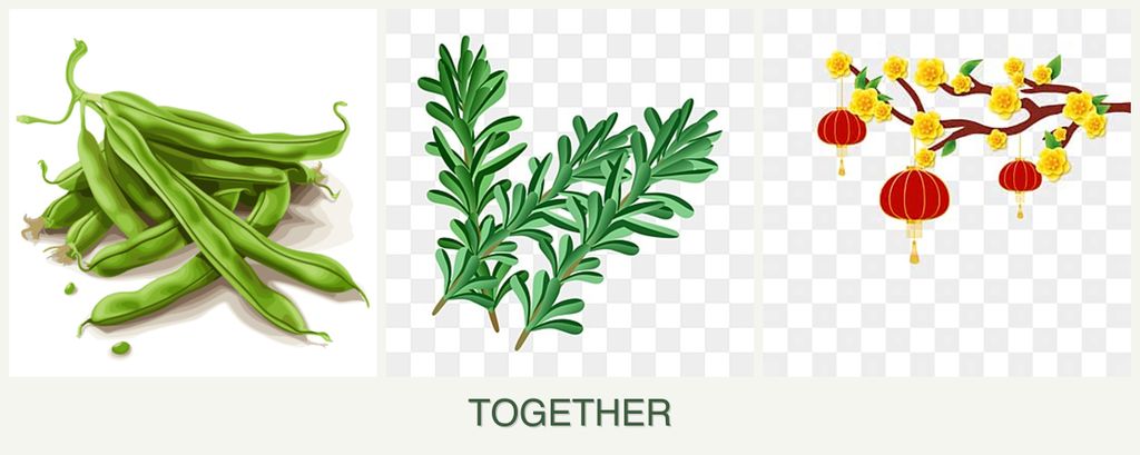 Can you plant beans, rosemary and apricots together?