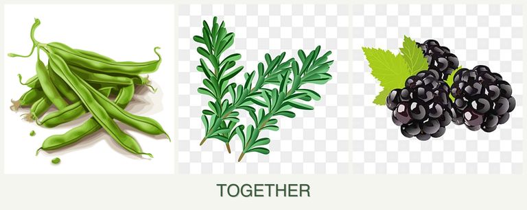 Can you plant beans, rosemary and blackberries together?