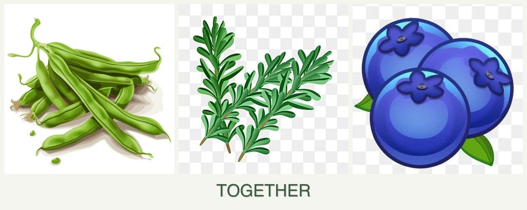 Can you plant beans, rosemary and blueberries together?