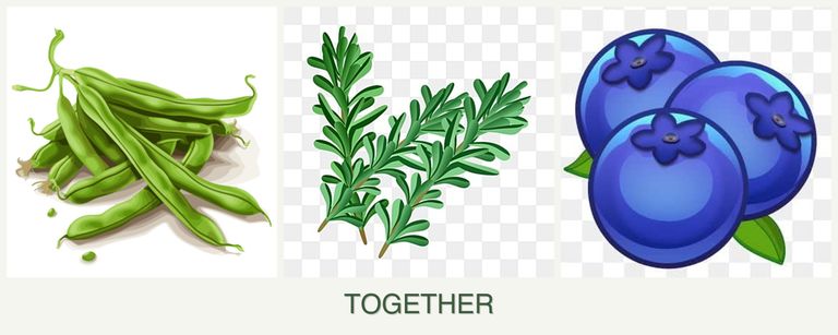 Can you plant beans, rosemary and blueberries together?