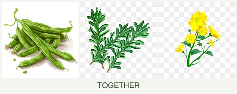 Can you plant beans, rosemary and calendula together?