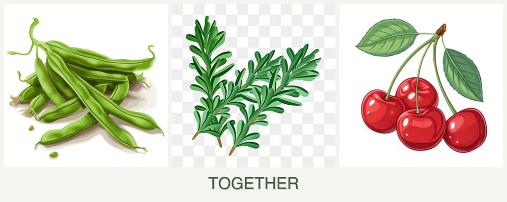 Can you plant beans, rosemary and cherries together?