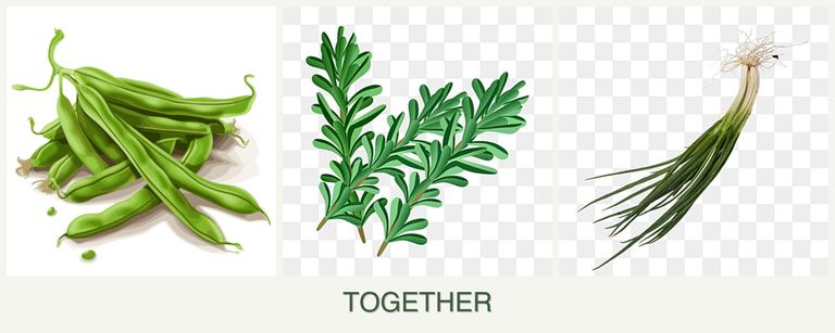 Can you plant beans, rosemary and chives together?