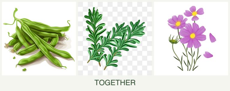 Can you plant beans, rosemary and cosmos together?