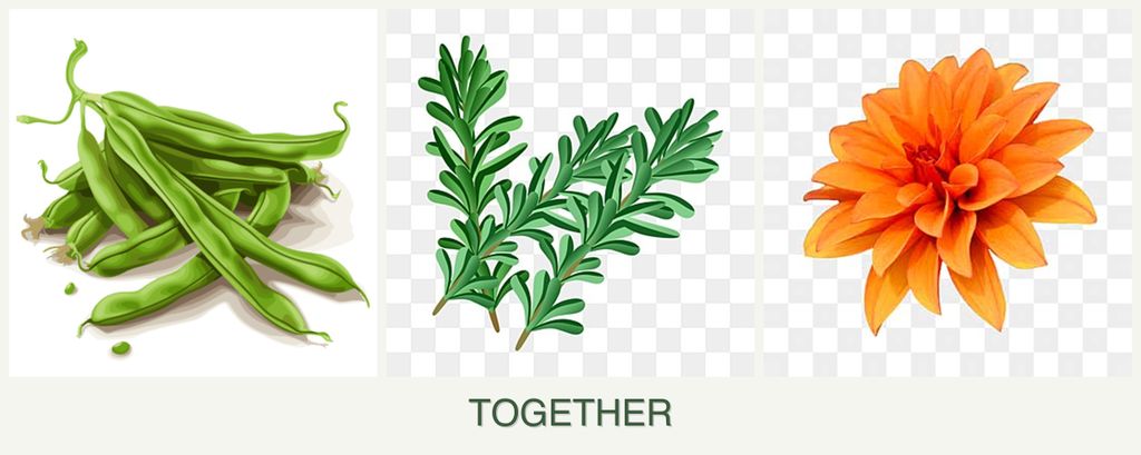 Can you plant beans, rosemary and dahlias together?
