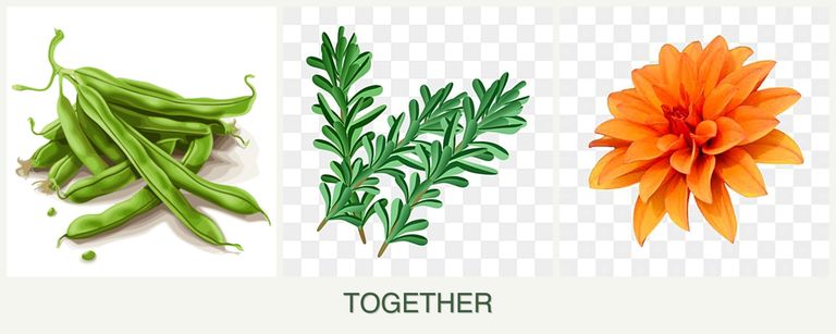 Can you plant beans, rosemary and dahlias together?