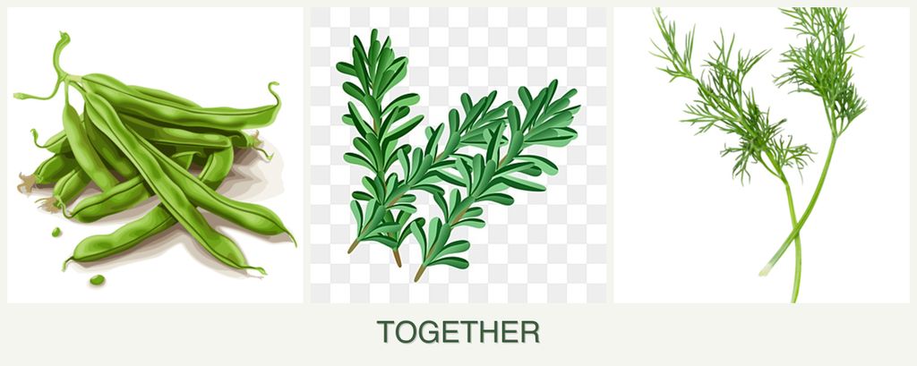 Can you plant beans, rosemary and dill together?