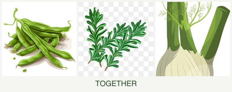 Can you plant beans, rosemary and fennel together?