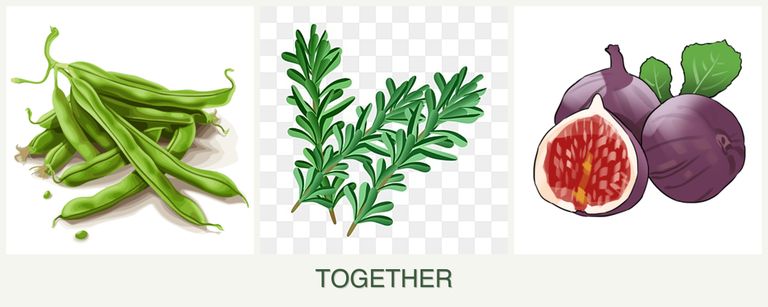 Can you plant beans, rosemary and figs together?