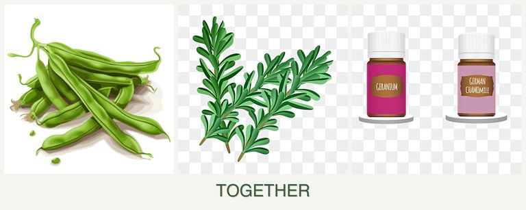 Can you plant beans, rosemary and geraniums together?