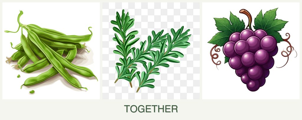 Can you plant beans, rosemary and grapes together?