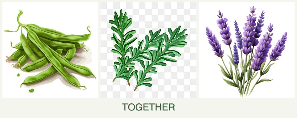 Can you plant beans, rosemary and lavender together?