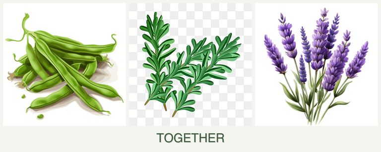 Can you plant beans, rosemary and lavender together?
