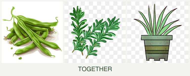 Can you plant beans, rosemary and lemongrass together?
