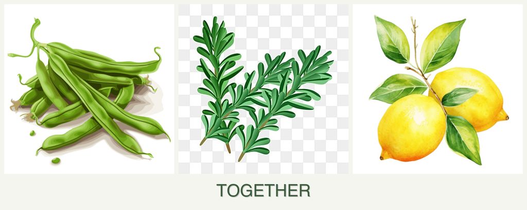 Can you plant beans, rosemary and lemons together?
